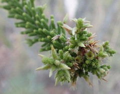Calytrix achaeta