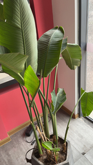 Strelitzia nicolai