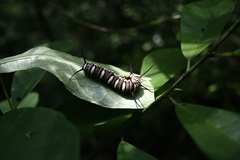 Euploea mulciber barsine