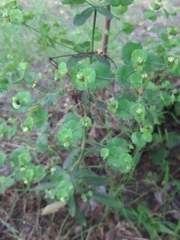 Euphorbia roemeriana