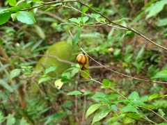 Euploea mulciber barsine