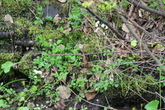 Cardamine prorepens