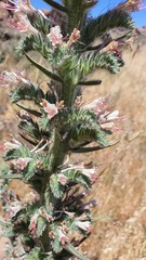 Echium glomeratum