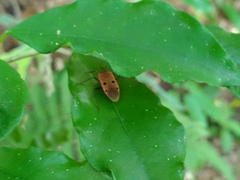 Physopelta quadriguttata