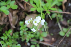 Cardamine prorepens