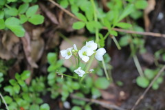 Cardamine prorepens