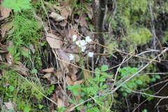 Cardamine prorepens