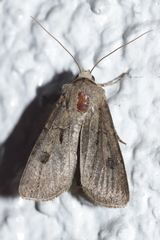 Agrotis exclamationis