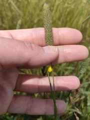 Phleum bertolonii