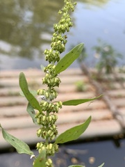 Rumex dentatus