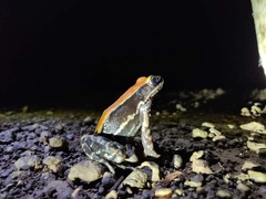 Hydrophylax bahuvistara