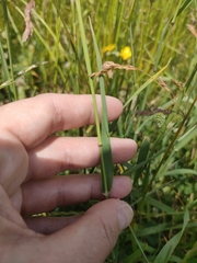 Phleum bertolonii