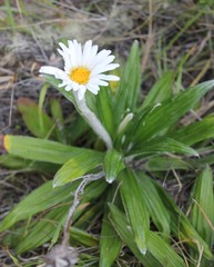 Celmisia spectabilis