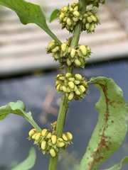 Rumex dentatus