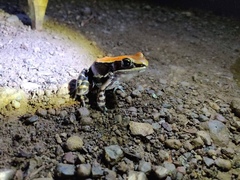 Hydrophylax bahuvistara