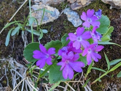Primula hirsuta
