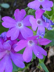 Primula hirsuta