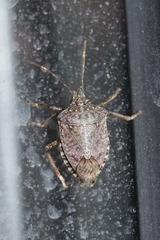 Halyomorpha halys