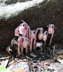 Monotropa