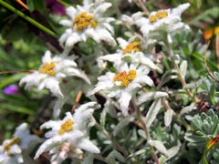 Leontopodium microphyllum