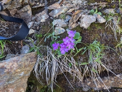 Primula hirsuta