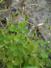 Oxalis stricta