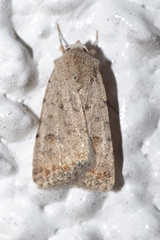 Caradrina clavipalpis