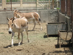 Equus hemionus