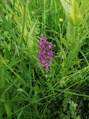 Dactylorhiza purpurella
