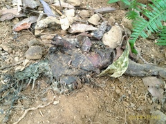 Manis pentadactyla pentadactyla