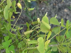 Oxalis stricta