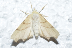 Ennomos erosaria