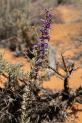 Penstemon pachyphyllus congestus