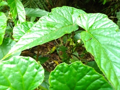 Begonia longifolia
