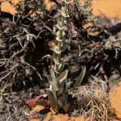 Penstemon pachyphyllus congestus