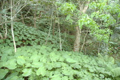 Homalomena philippinensis