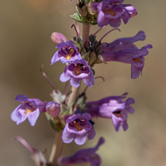 Penstemon pachyphyllus congestus