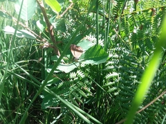 Coenonympha oedippus