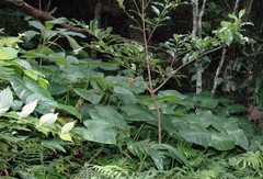 Homalomena philippinensis