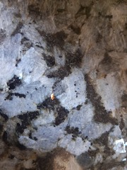 Tribolium castaneum