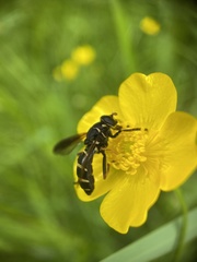 Temnostoma bombylans