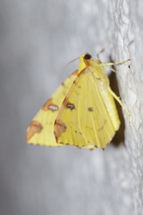 Opisthograptis luteolata