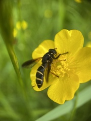Temnostoma bombylans