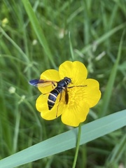 Temnostoma bombylans