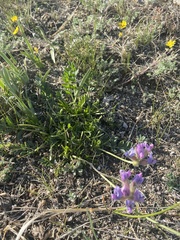 Oxytropis leucotricha
