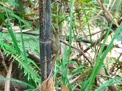 Diploderma polygonatum