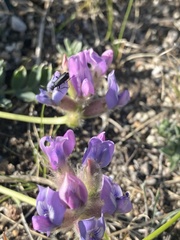 Oxytropis leucotricha