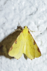 Opisthograptis luteolata