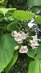 Catalpa