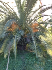 Phoenix canariensis